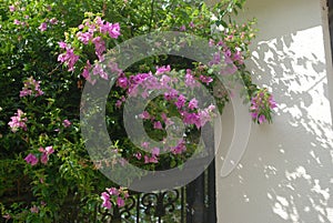 Flores rosas, jardÃÂ­n frontal photo