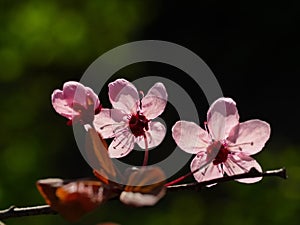 Pink flowers on the fruit tree branch