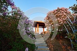 The pink flowers in full bloom and pavilion sunrise