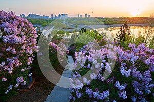 The pink flowers in full bloom and steps path sunrise