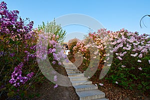 The pink flowers in full bloom and steps sunrise