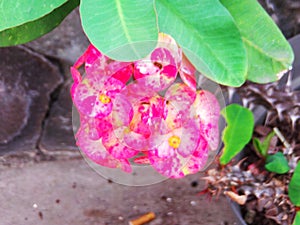 Pink Flowers full color among leafs