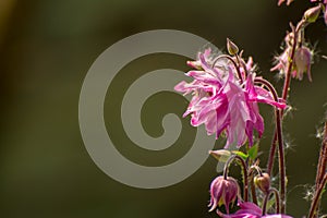 Pink flowers in garden