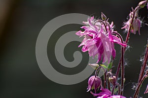 Pink flowers in garden