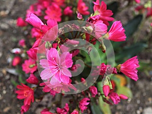 pink flowers in the garden