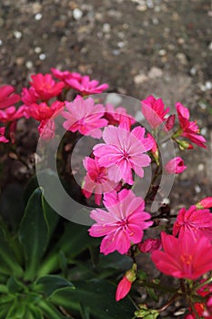 pink flowers in the garden