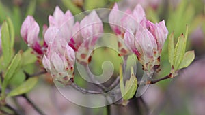 Pink flowers in the garden