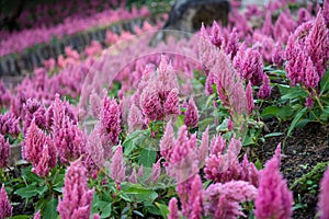 pink flowers in the garden