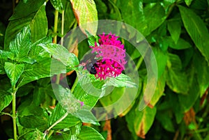 Pink flowers in a garden, with a bumblebee sipping nectar