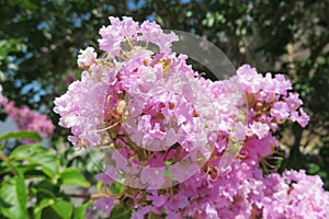 Pink flowers in the garden, closeup