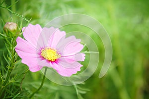 Pink flowers in the garden , cosmos beautiful flowers sunlight i