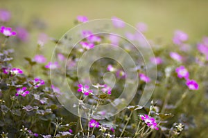 Pink flowers in a garden