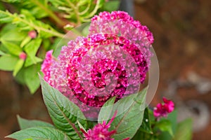 Pink flowers in garden,nature background