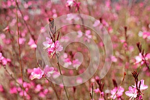 Pink flowers Gaura close up, selective fokus