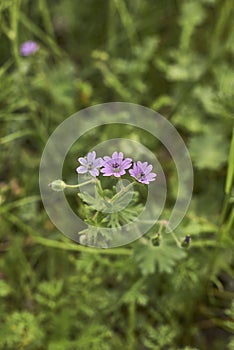 Geranium molle in bloom