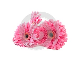 Pink flowers Gerbera isolated on a white background.
