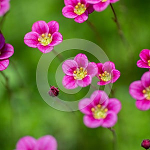 Pink flowers in the grass. Flower background