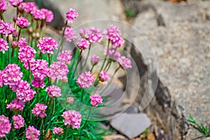 Pink flowers on green background