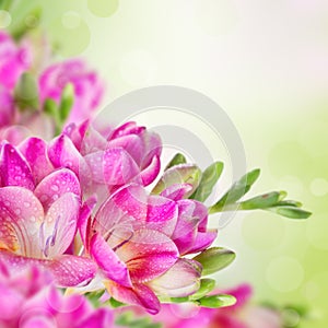 Pink flowers on green blurred background