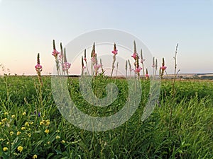 Pink flowers in the green field after  sunset