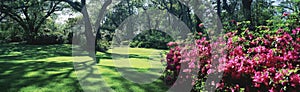 Pink flowers and green grass