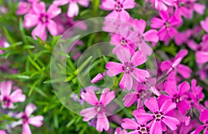 pink flowers in green grass