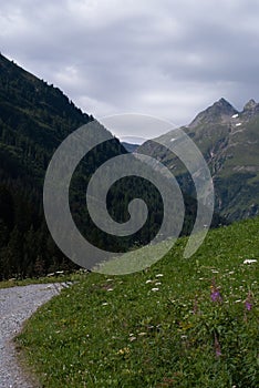 Pink flowers in green grass near road in Alps