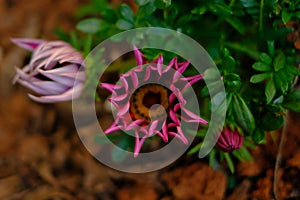 Pink flowers and green grass photo