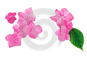 Pink flowers with green leaf creative natural pattern background. Flat lay