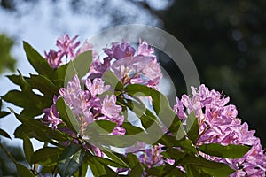Pink flowers with green leafs and blue background