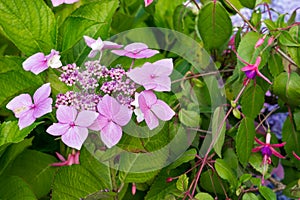 Pink flowers and Green Leaves in garden