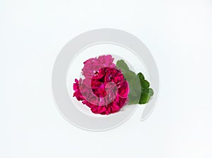 Pink flowers and green leaves geranium isolated on white background.