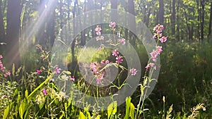 Pink flowers green leaves lit bright sun in a green spring forest in a sunny day
