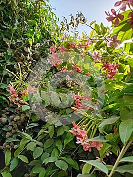 Pink flowers and green leaves. View of garden