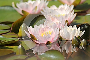Pink flowers and green leaves of water lilies Nymphaea close-up in pond