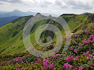 Pink flowers and green mountains