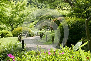 Pink flowers, green plants, tree, footpath in zen park