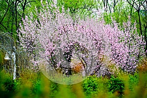 The pink flowers and green trees