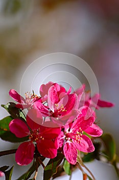 Pink Flowers On Grey Background