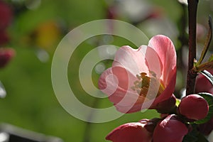 Pink flowers grow on an apple tree in the garden
