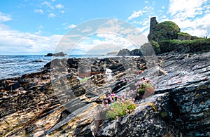 Pink flowers grow among coastal rocks in Scotland