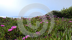 Pink flowers growing in sand dunes on beach in Portugal