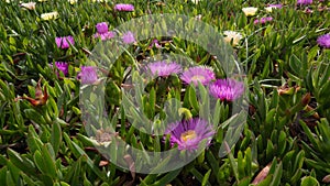 Pink flowers growing in sand dunes on beach in spring. Close up.