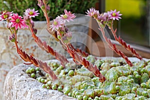 Pink flowers on Hen and Chicks