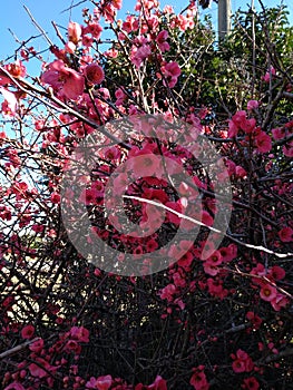 Pink flowers photo