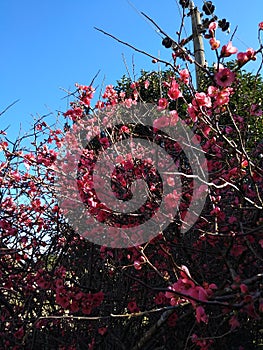 Pink flowers photo