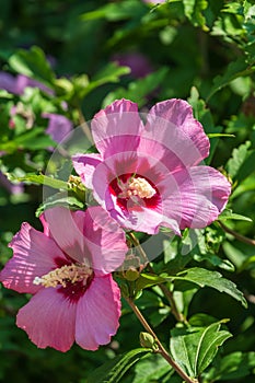 Pink flowers of Hibiscus moscheutos plant close-up. Hibiscus moscheutos, swamp hibiscus