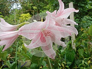 Pink flowers, Hippeastrum, Amaryllis, Star Lilly.