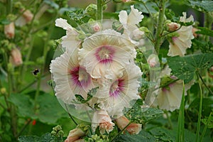 Pink flowers on Hollyhocks plant