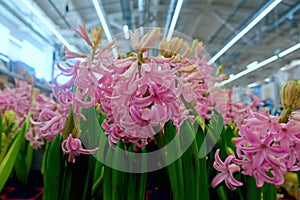 Pink flowers hyacinths on the shelf